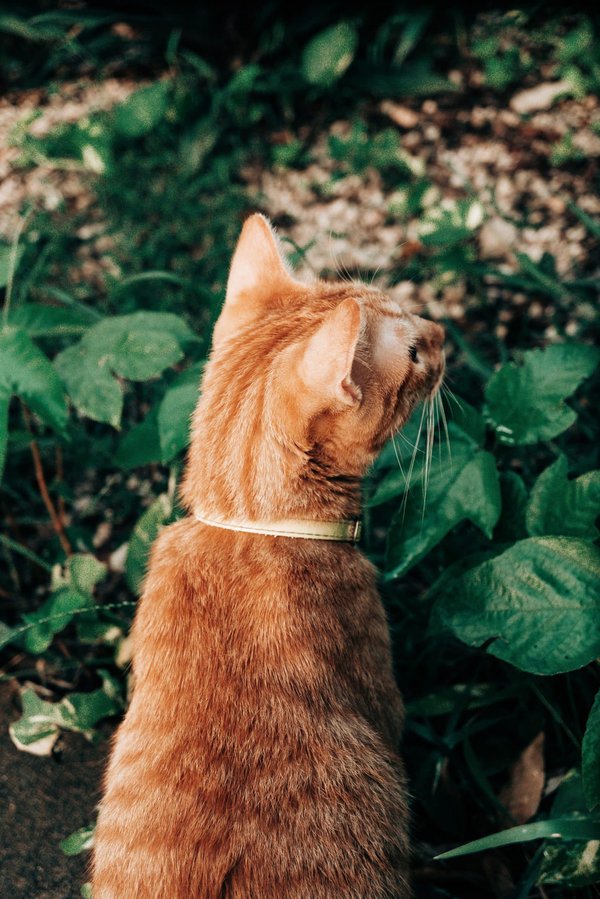 How Can You Design a Sustainable Water Garden Using Recycled Containers?