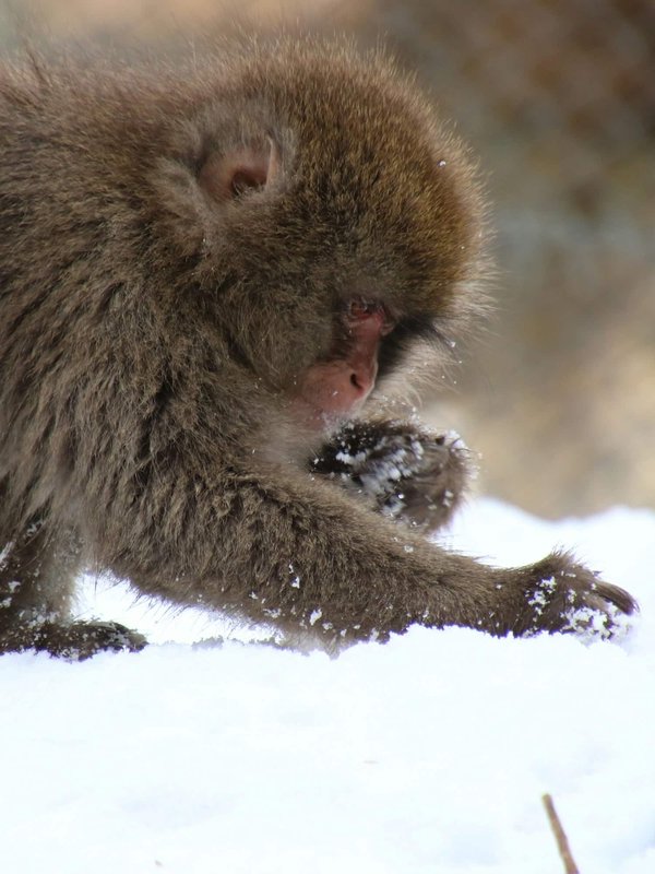 What's the Best Way to Encourage Natural Foraging Behavior in Pet Rats?