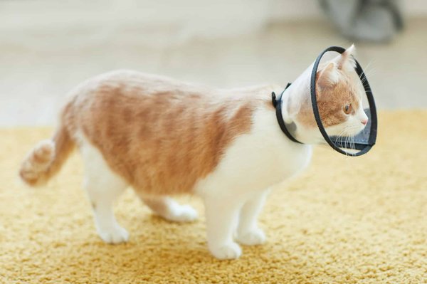 What's the Safest Way to Remove Fleas from Young Kittens?